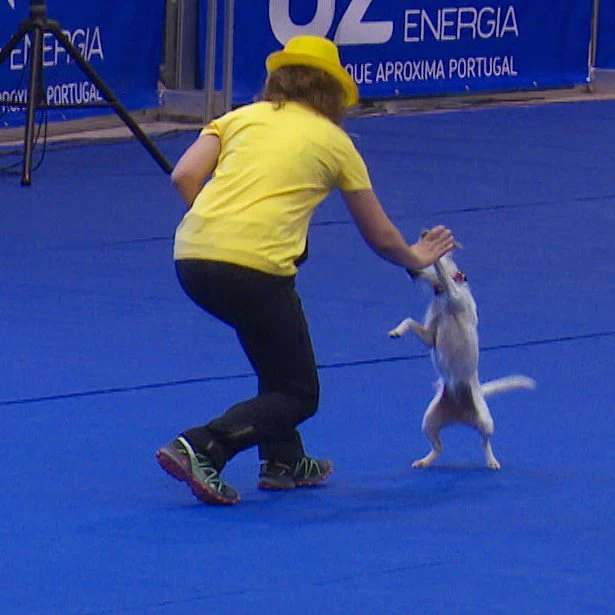dog talent (2)