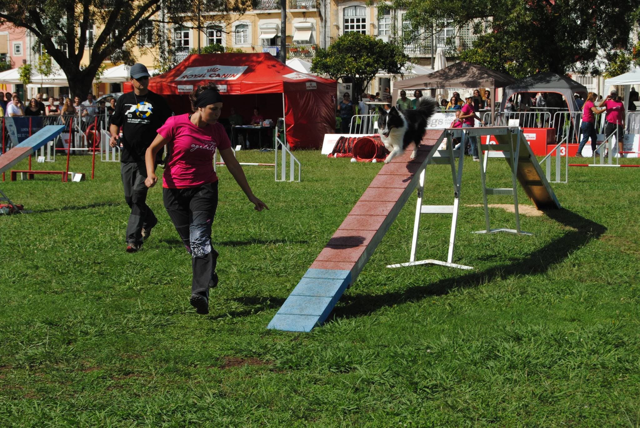 dogs and the city (1)