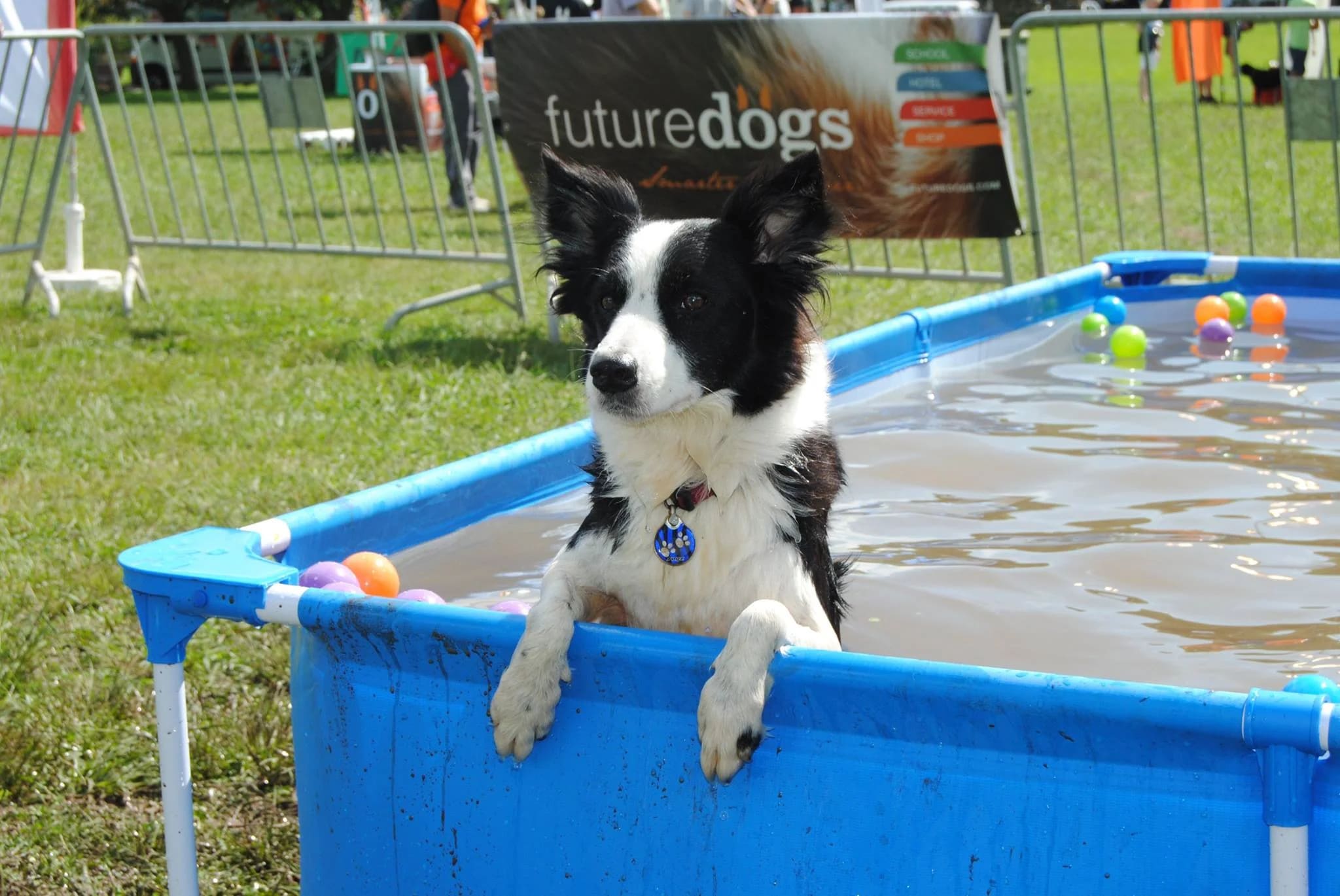 dogs and the city (12)