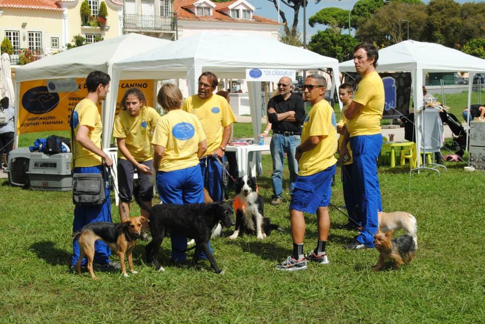 dogs and the city (5)