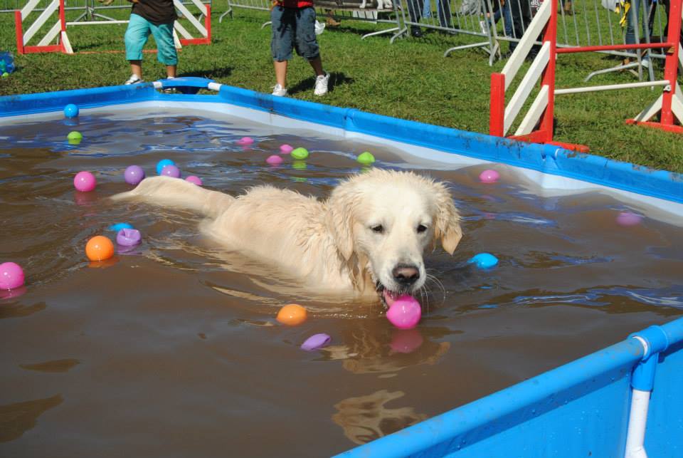 dogs and the city (6)