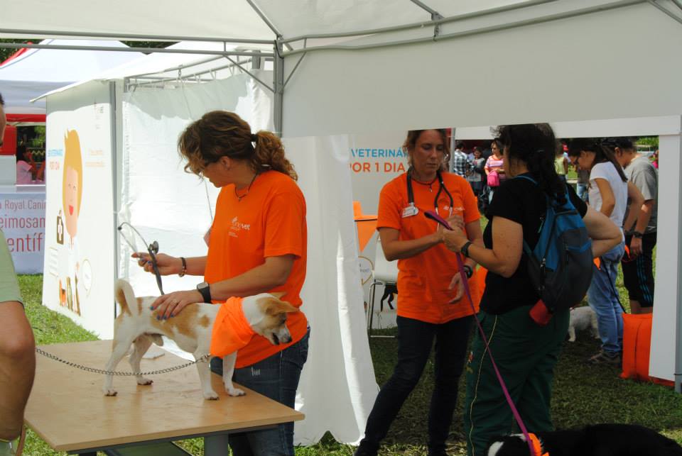 dogs and the city (9)