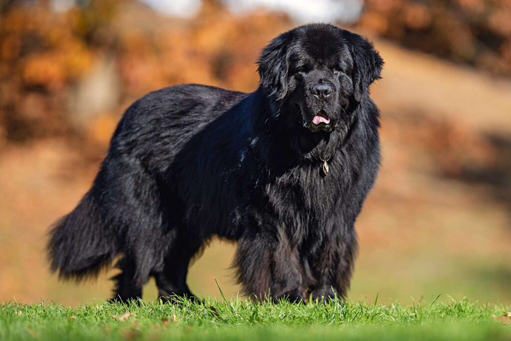 suplemento pigmentação pelo preto cão